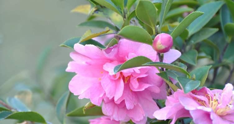 茶梅花期多长时间？如何延长花期？