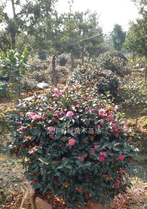 茶梅花施肥指南：什么肥料最适合？如何正确施肥？