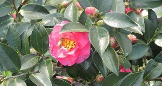 茶梅花施肥指南：什么肥料最适合？如何正确施肥？