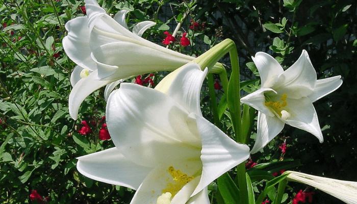 百合花的花语有哪些？如何正确解读百合花的含义？