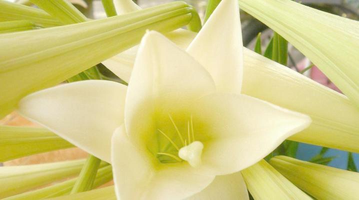 百合花的花语有哪些？如何正确解读百合花的含义？