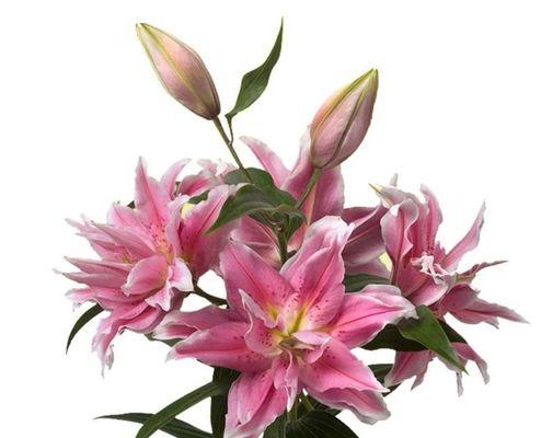 百合花代表的含义是什么？不同颜色的百合花有何特殊意义？