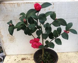 茶梅扦插生根最快方法是什么？如何提高茶梅扦插的成功率？