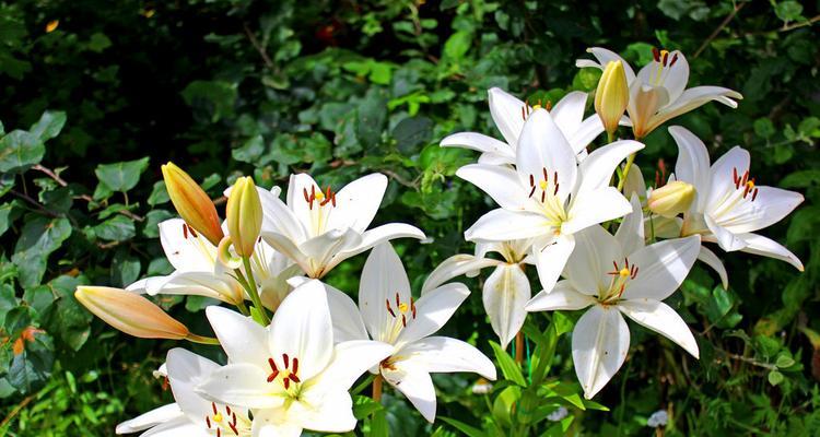 百合花的花语含义是什么？如何正确解读百合花的象征意义？