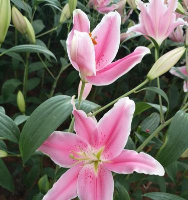 百合花代表什么意思？百合花的寓意有哪些？