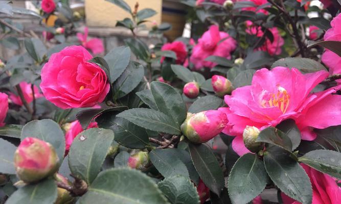 茶梅开花时间是什么时候？花期季节有哪些特点？