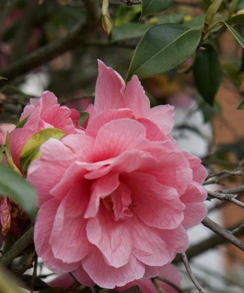 茶梅开花时间是什么时候？花期季节有哪些特点？
