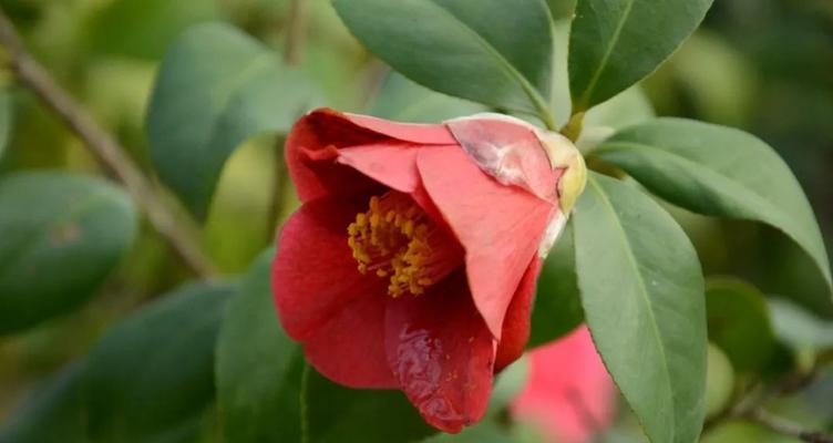 茶梅开花时间是什么时候？花期季节有哪些特点？