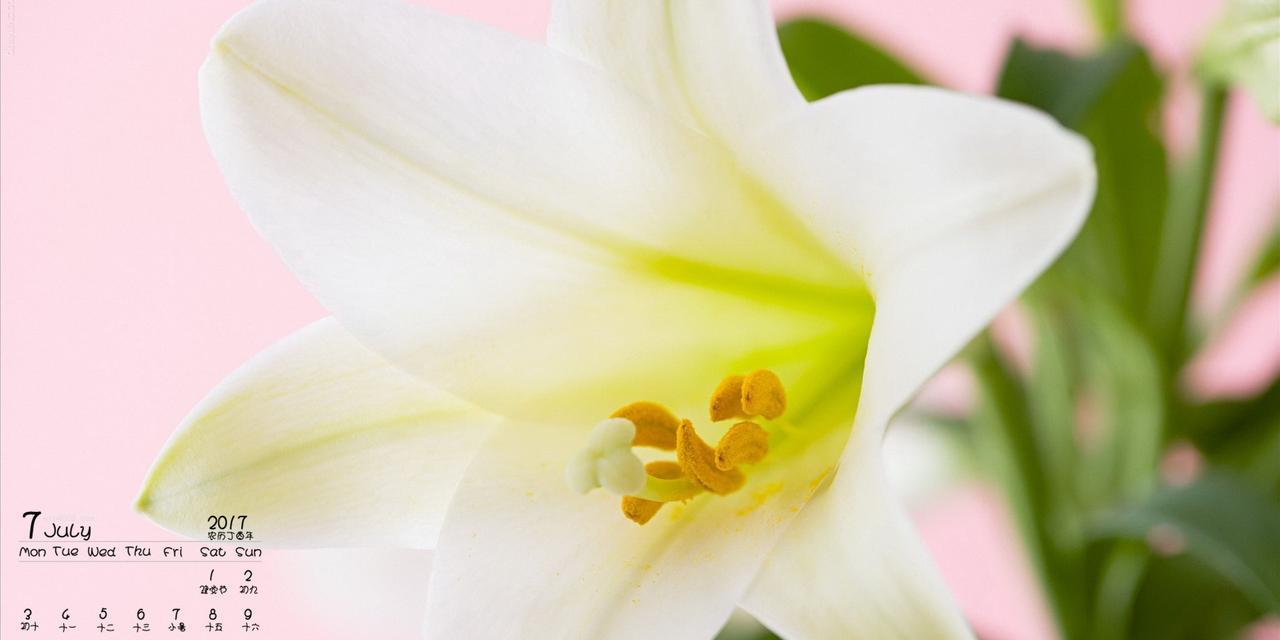 百合花代表的寓意是什么？如何正确解读百合花的象征意义？