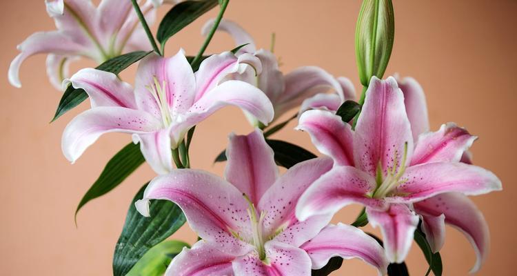 百合花代表的寓意是什么？如何正确解读百合花的象征意义？