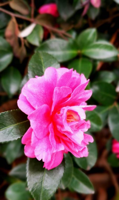 茶梅开花时间是什么时候？通常几月份开花？