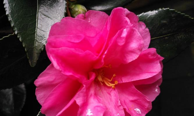 茶梅开花时间是什么时候？通常几月份开花？