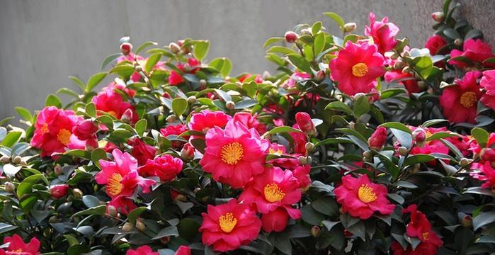 茶梅开花时间是什么时候？通常几月份开花？
