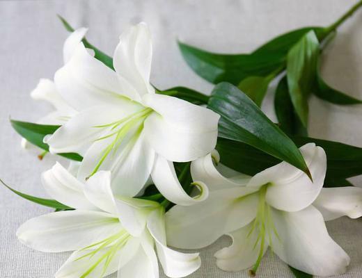 百合花的含义是什么？花语有哪些常见问题？