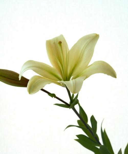百合花的含义是什么？花语有哪些常见问题？