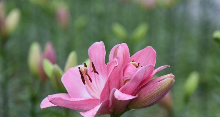 百合花的含义是什么？花语有哪些常见问题？