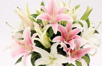 百合花代表什么？不同颜色百合花的含义有哪些？