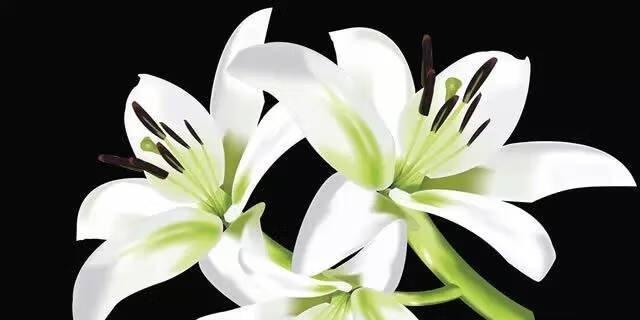 百合花代表什么？不同颜色百合花的含义有哪些？