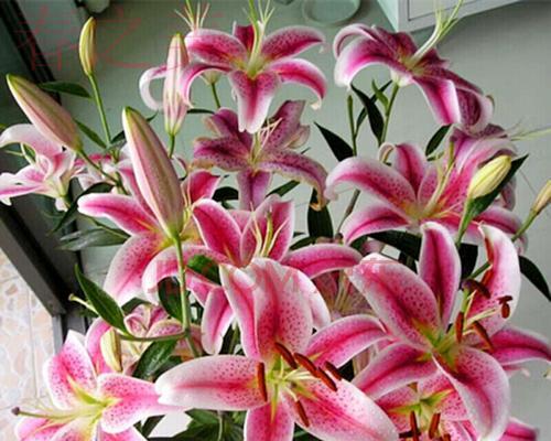 百合花象征什么？百合花的含义有哪些常见误解？
