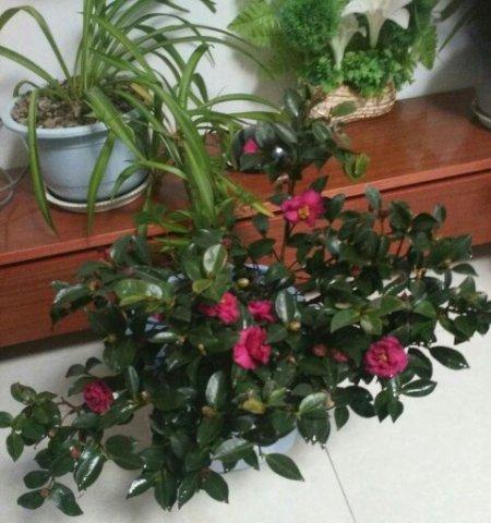 茶梅喜阴还是喜阳？如何正确养护茶梅？