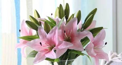 百合花象征什么？百合花的含义有哪些常见误解？