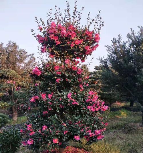 茶梅修剪最佳时间是什么时候？如何正确进行修剪？