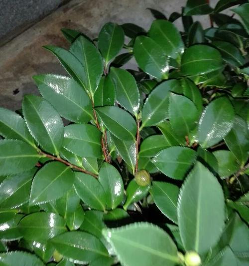 茶梅叶子出现黑斑是什么原因？如何防治？