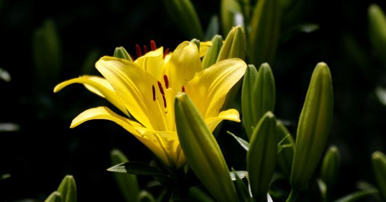 百合花有哪些特点？它的象征意义是什么？