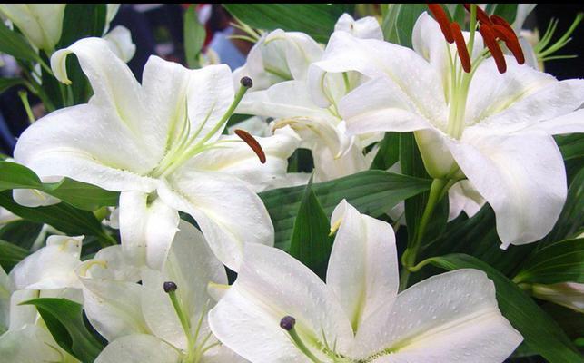 百合花有哪些特点？它的象征意义是什么？