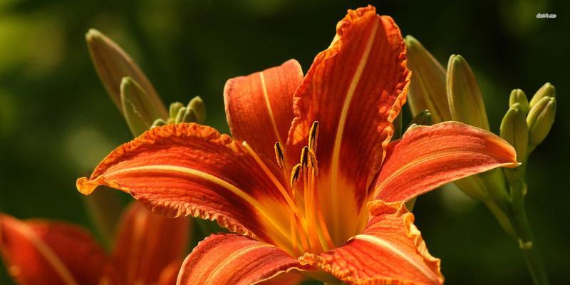 百合花有哪些特点？它的象征意义是什么？