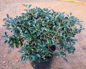 茶梅种植时应该选择大盆还是小盆？如何决定？