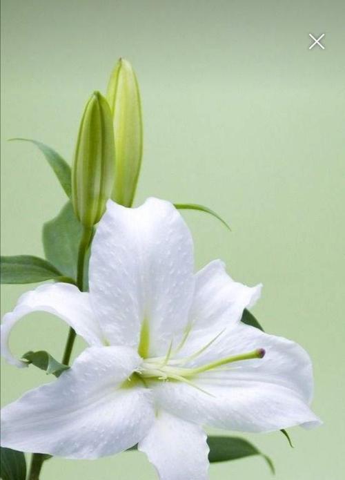 百合花象征着什么？不同颜色的百合花又代表了哪些含义？