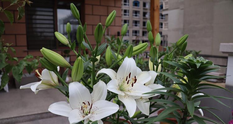 百合花象征着什么？不同颜色的百合花又代表了哪些含义？