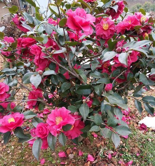 茶梅用什么肥料好？如何根据季节选择合适的肥料？