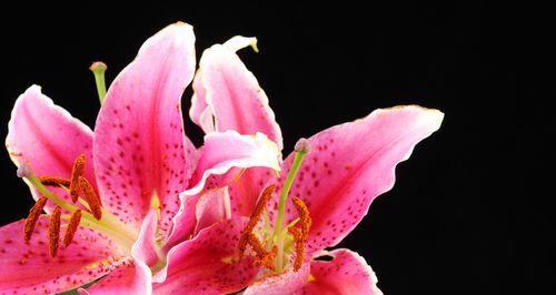 百合花象征着什么？了解百合花的深层含义和文化象征？