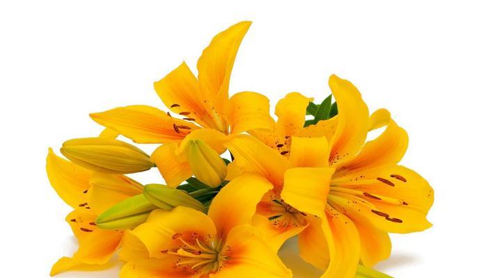 百合花象征着什么？了解百合花的深层含义和文化象征？