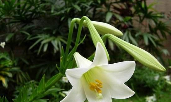 百合花象征着什么？了解百合花的深层含义和文化象征？