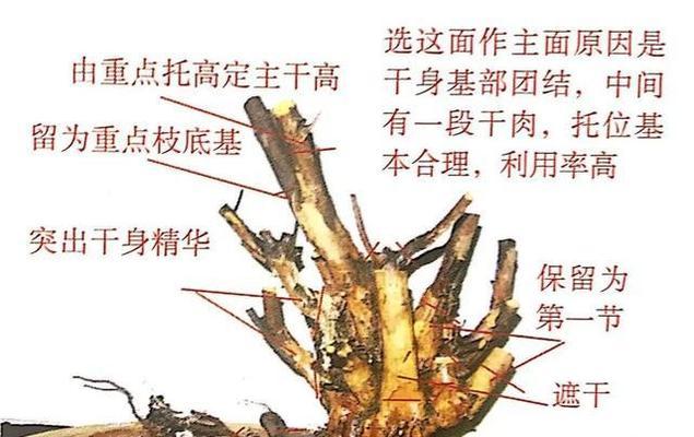 茶梅修剪方法有哪些？如何正确修剪茶梅？