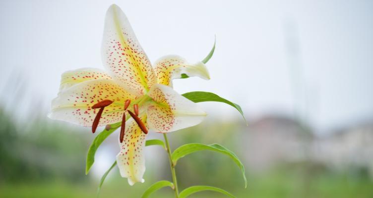 百合花的寓意是什么？百合花语有哪些常见含义？