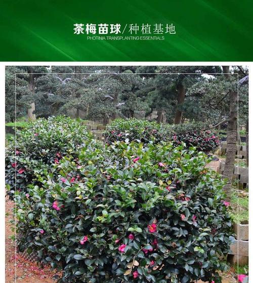 茶梅怎么养家庭养法？有哪些注意事项？