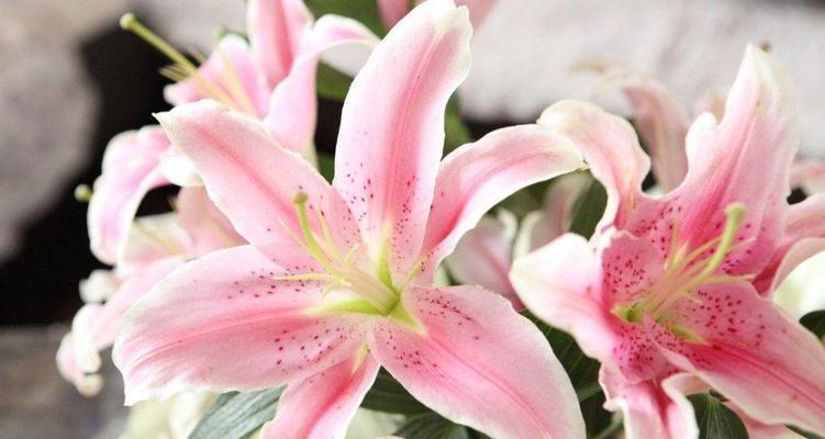 百合花的寓意是什么？百合花语有哪些常见含义？
