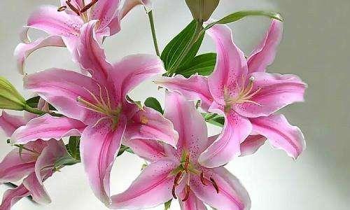 百合花的寓意是什么？百合花语有哪些常见含义？