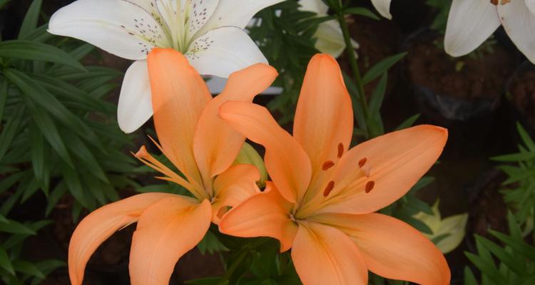 百合花的代表意思是什么？不同颜色的百合花各有什么含义？
