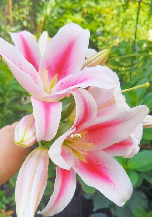 百合花的代表意思是什么？不同颜色的百合花各有什么含义？
