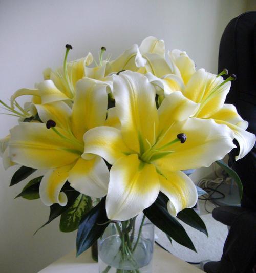 百合花的代表意思是什么？不同颜色的百合花各有什么含义？