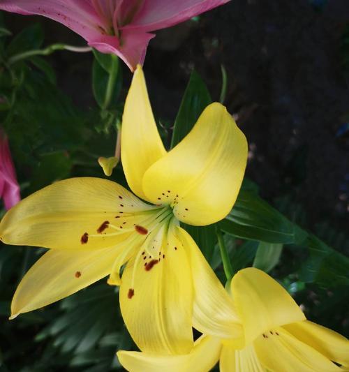 百合花的含义是什么？代表什么意思？