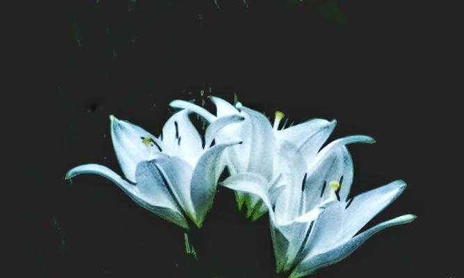 百合花的含义是什么？代表什么意思？