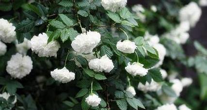 茶蘼花的寓意和象征是什么？如何正确理解茶蘼花的象征意义？