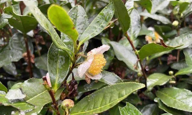 茶树不开花是什么原因？如何解决？