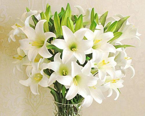 百合花花语是什么意思？百合花的含义有哪些常见问题？